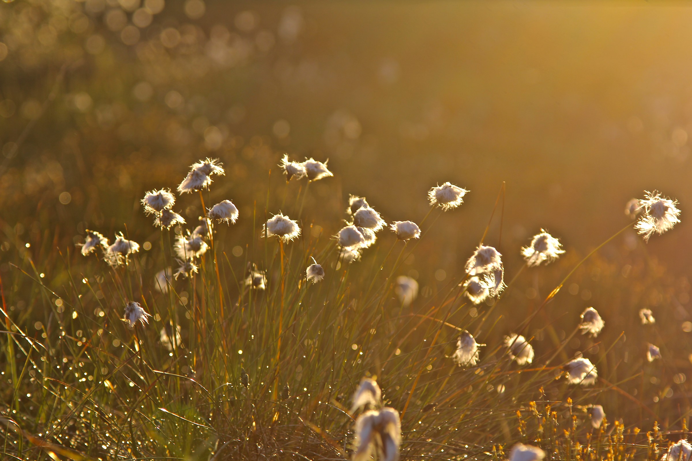 Arctic cotton in the midnight sun.