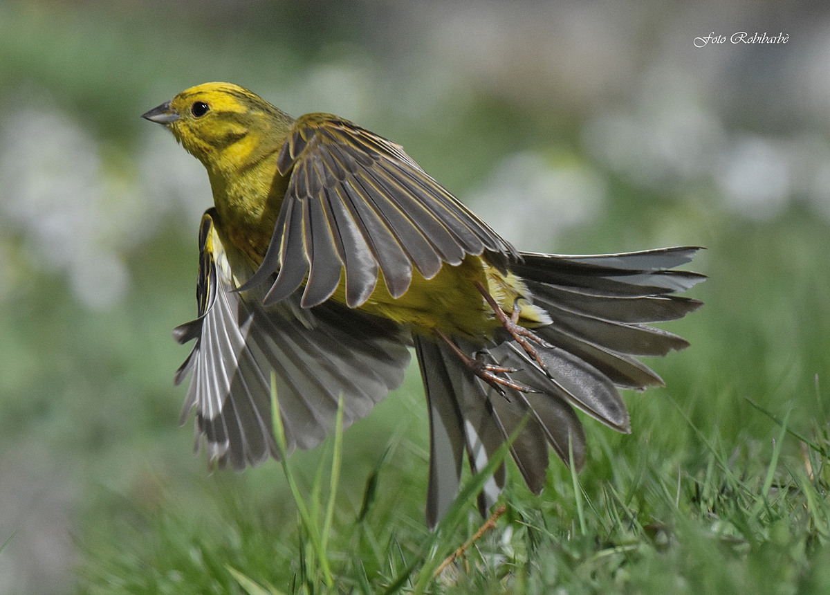 Yellowhammer ... start ....