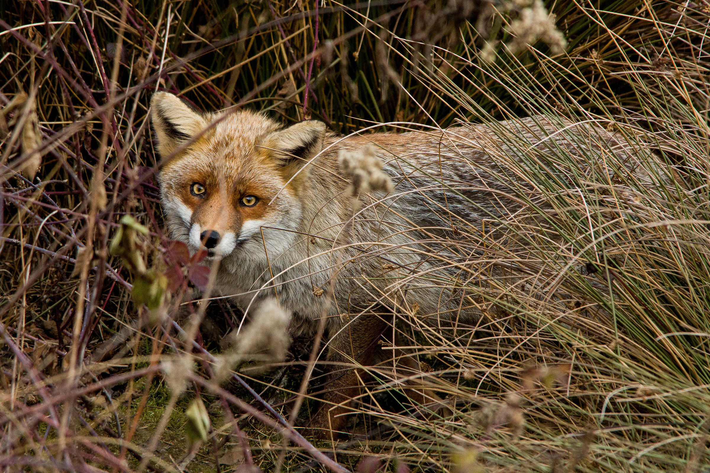 Non guardarmi così!