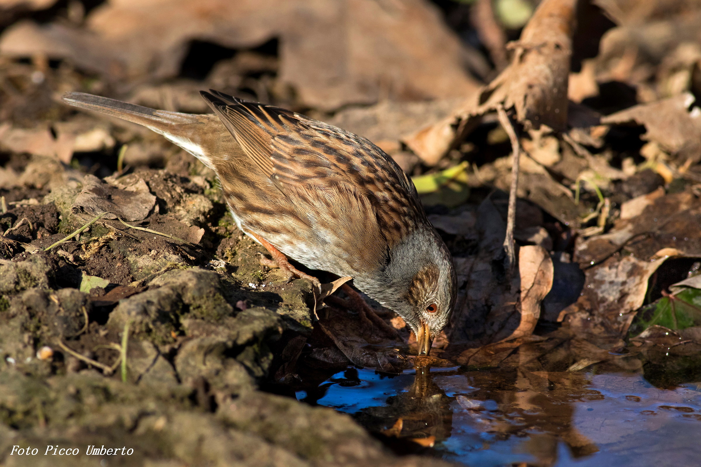 Dunnock while drinking