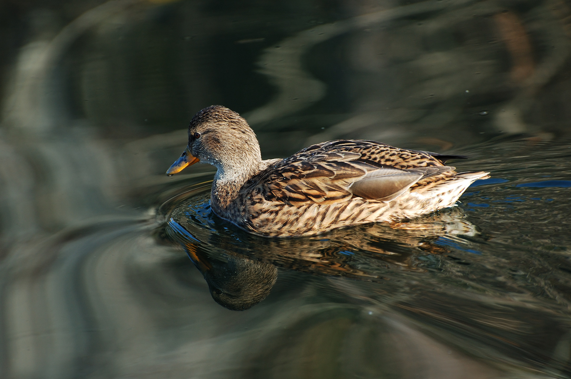 Duck on the lake