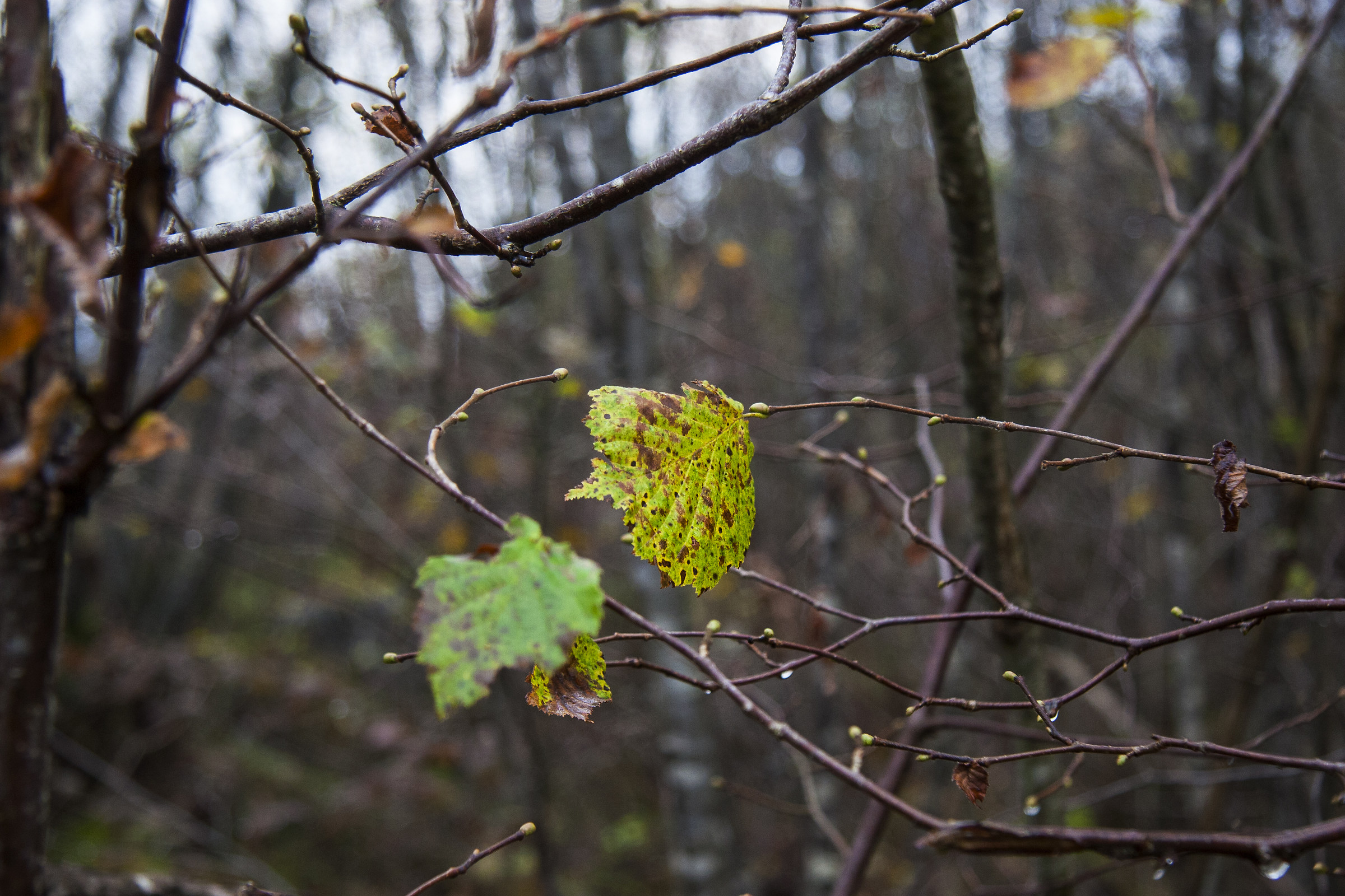 Bosco vicino alla Certosa di Vedana BL