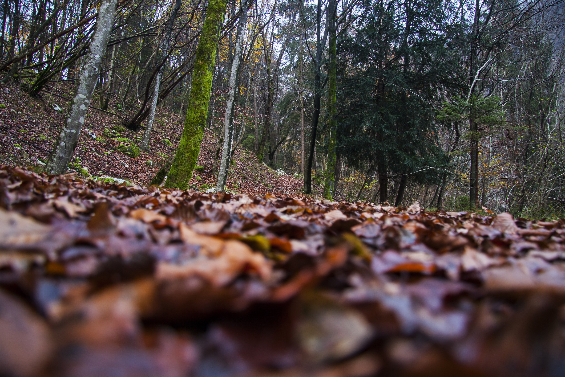 Sentiero Val Falcina - Lago del Mis BL