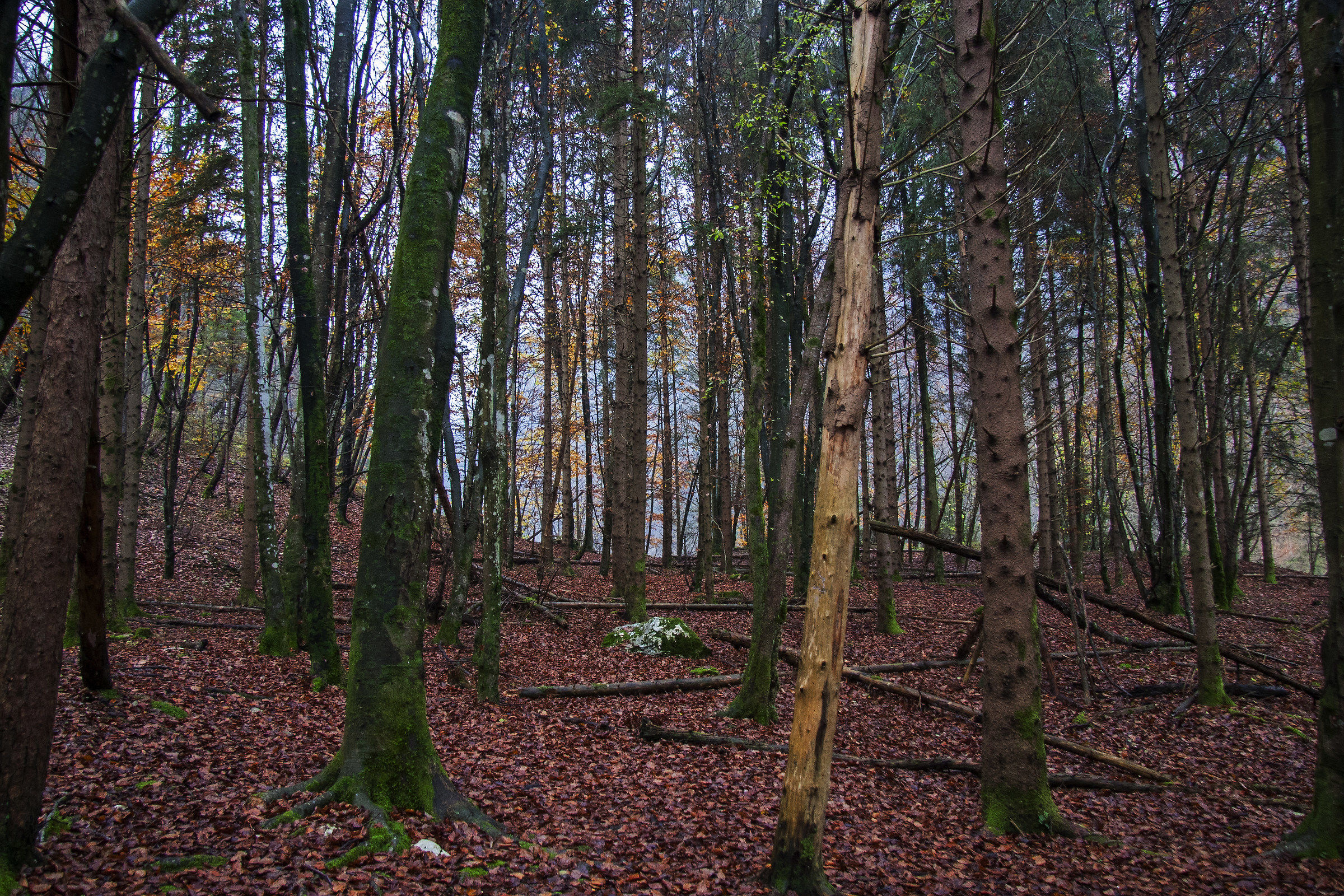 Sentiero Val Falcina - Lago del Mis BL