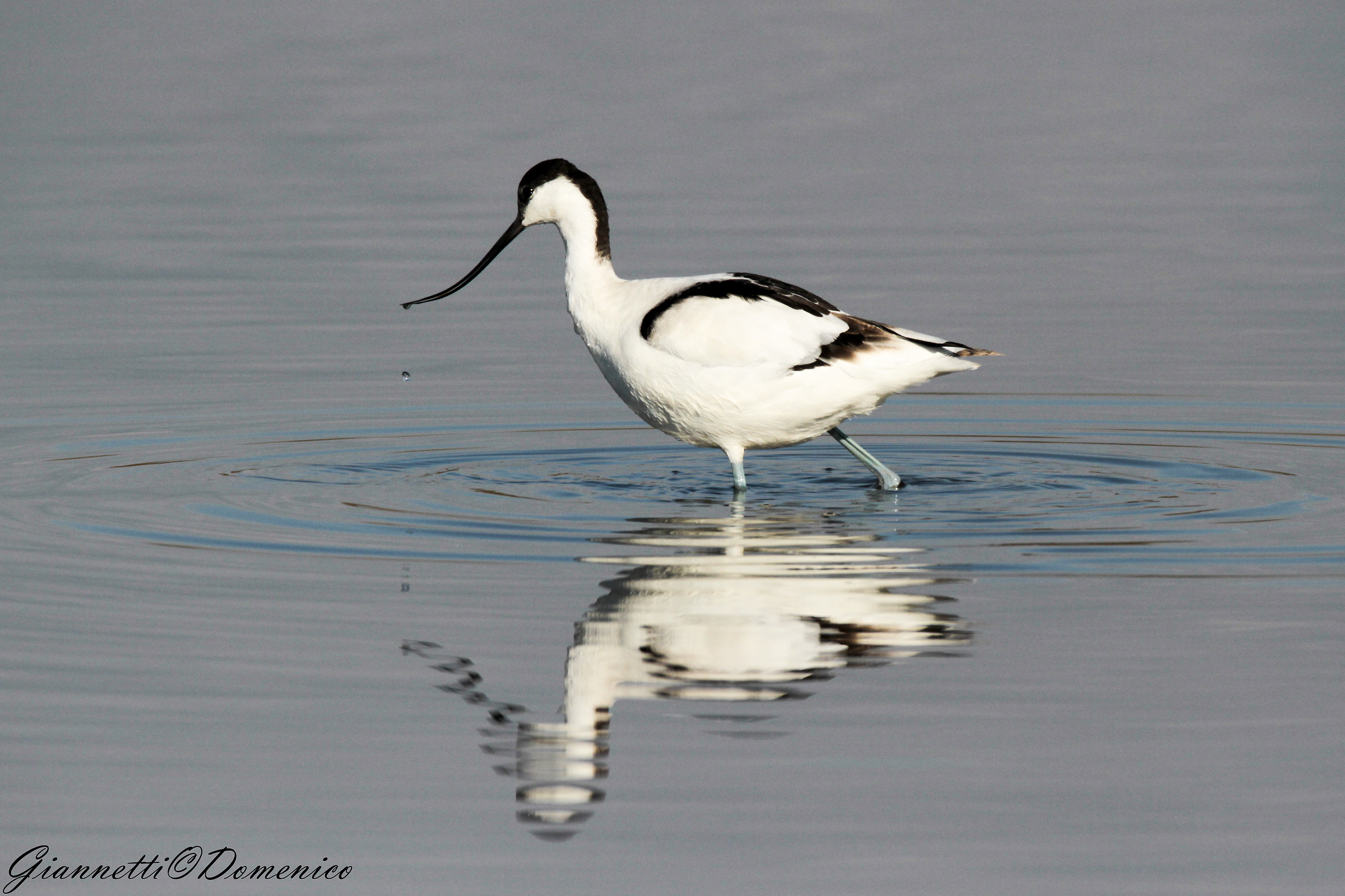 Avocetta