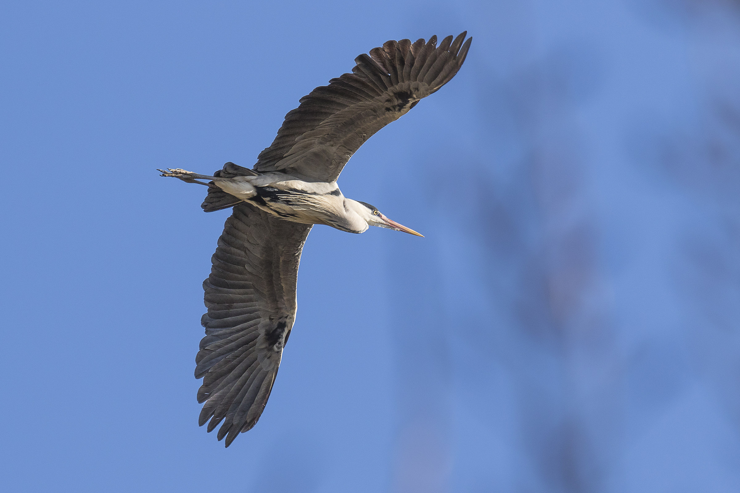 Heron