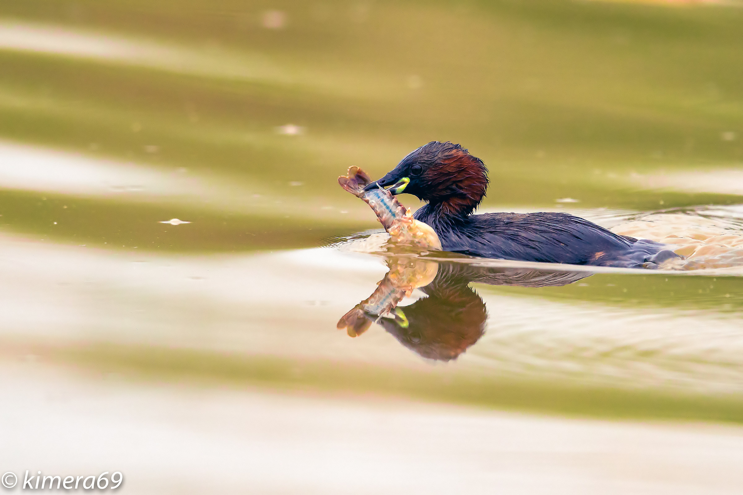 Tachybaptus ruficollis