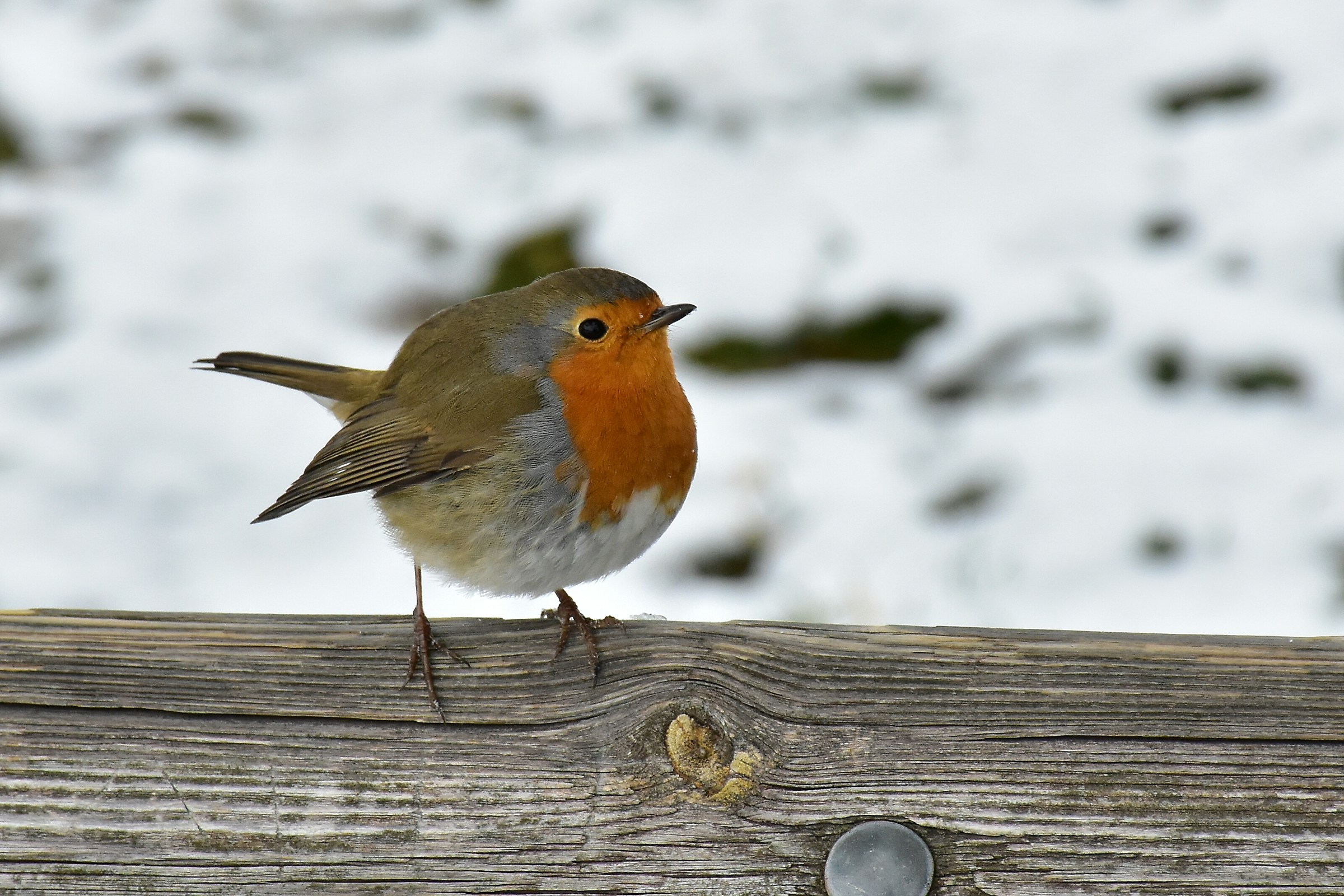 Robin