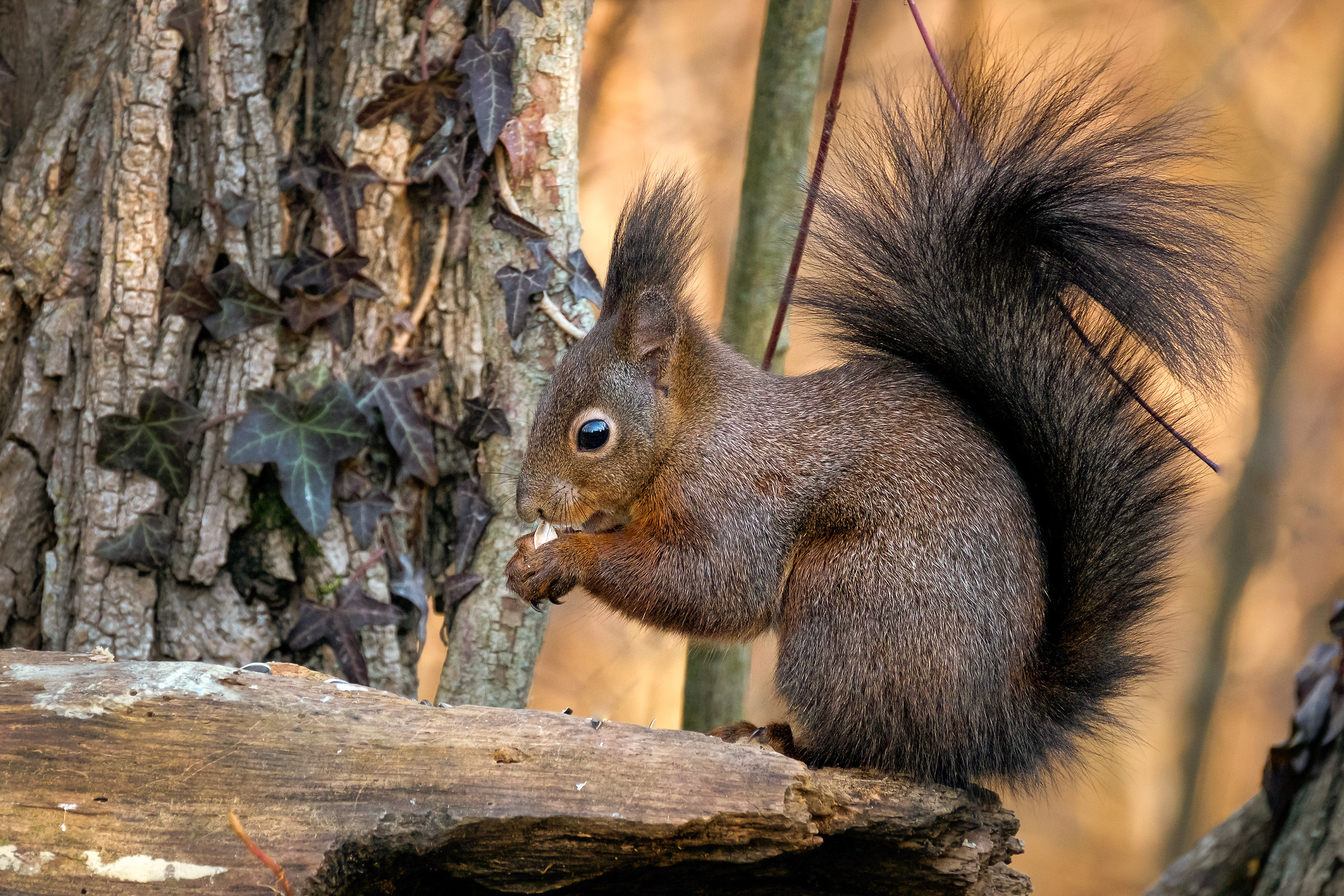 City Squirrel - Sciurus Vulgaris