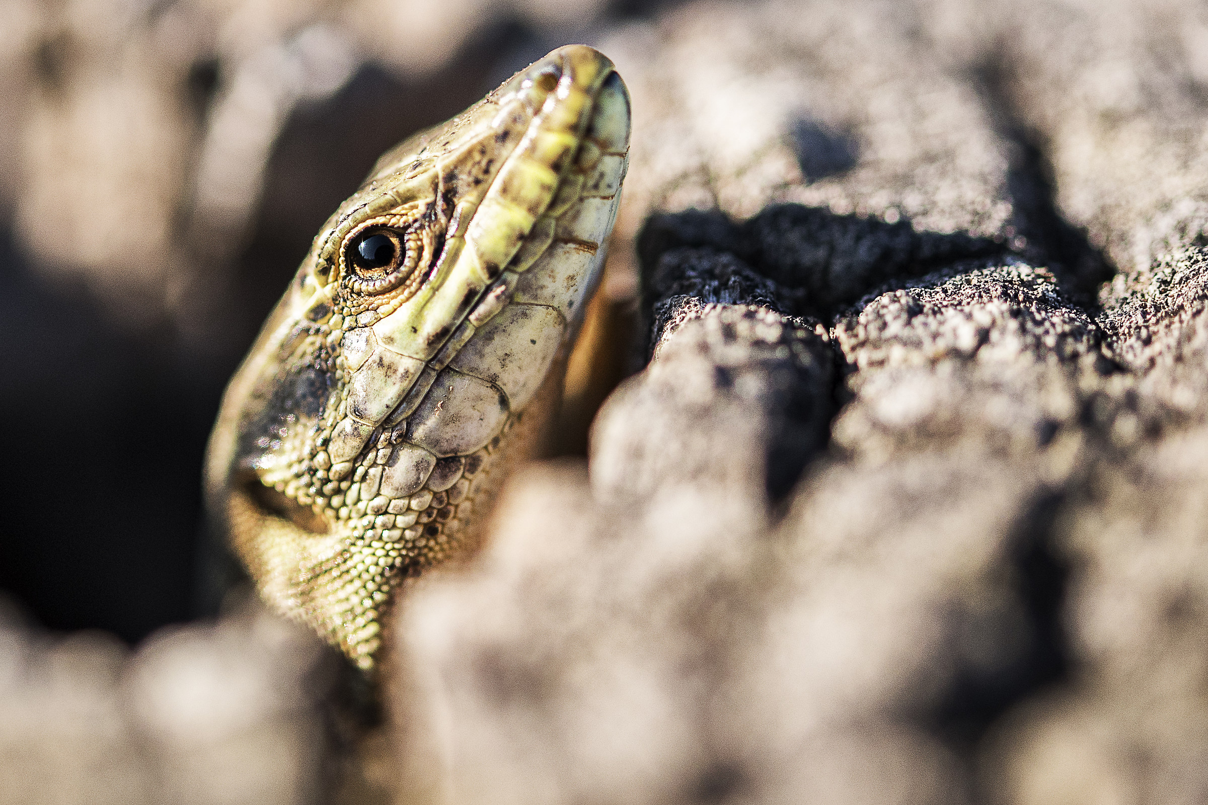 la lucertola fa capolino
