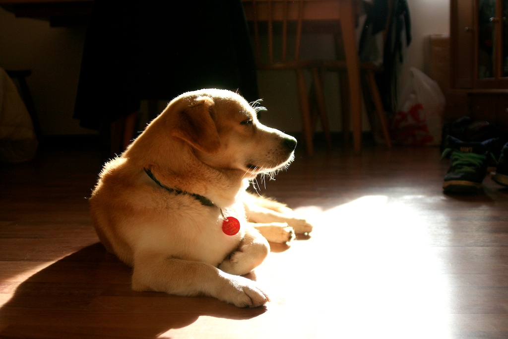 Cani. I bravi maestri.