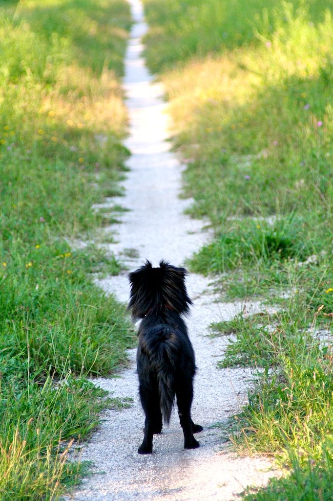 Cani. I bravi maestri.