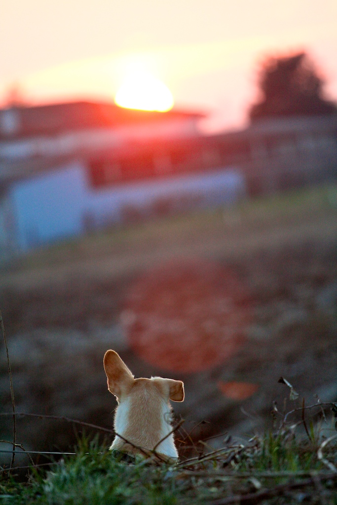 Cani. I bravi maestri.