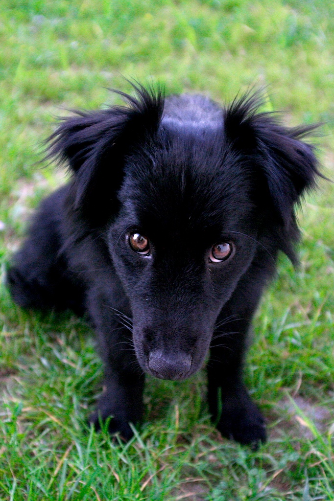 Cani. I bravi maestri.