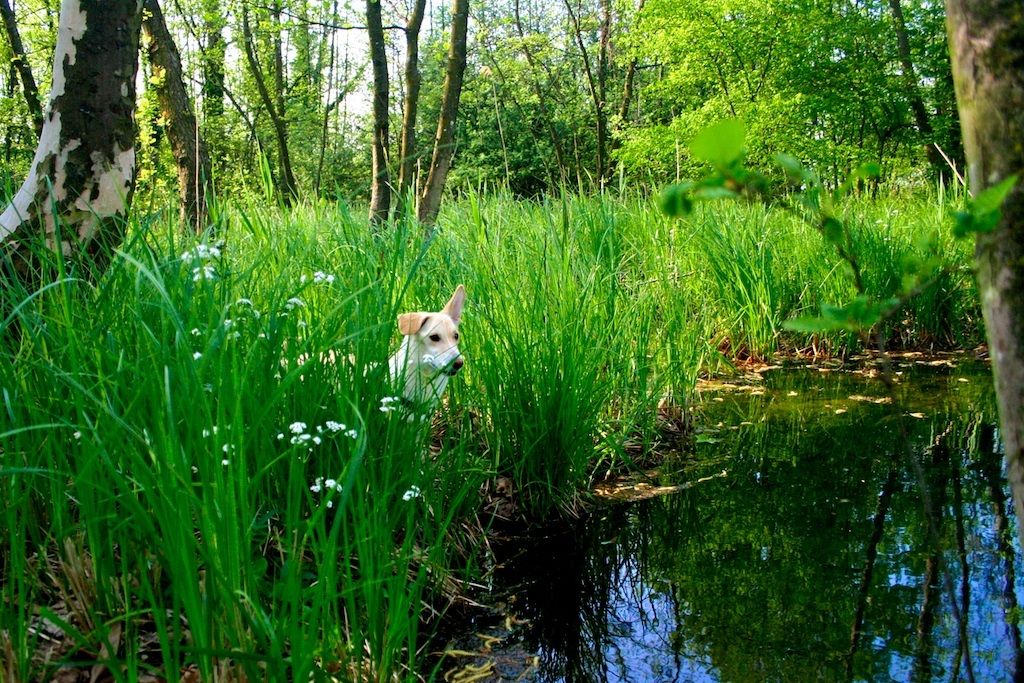 Cani. I bravi maestri.