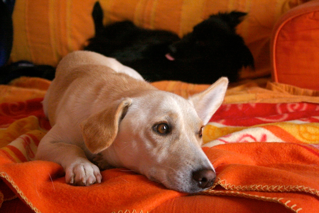 Cani. I bravi maestri.