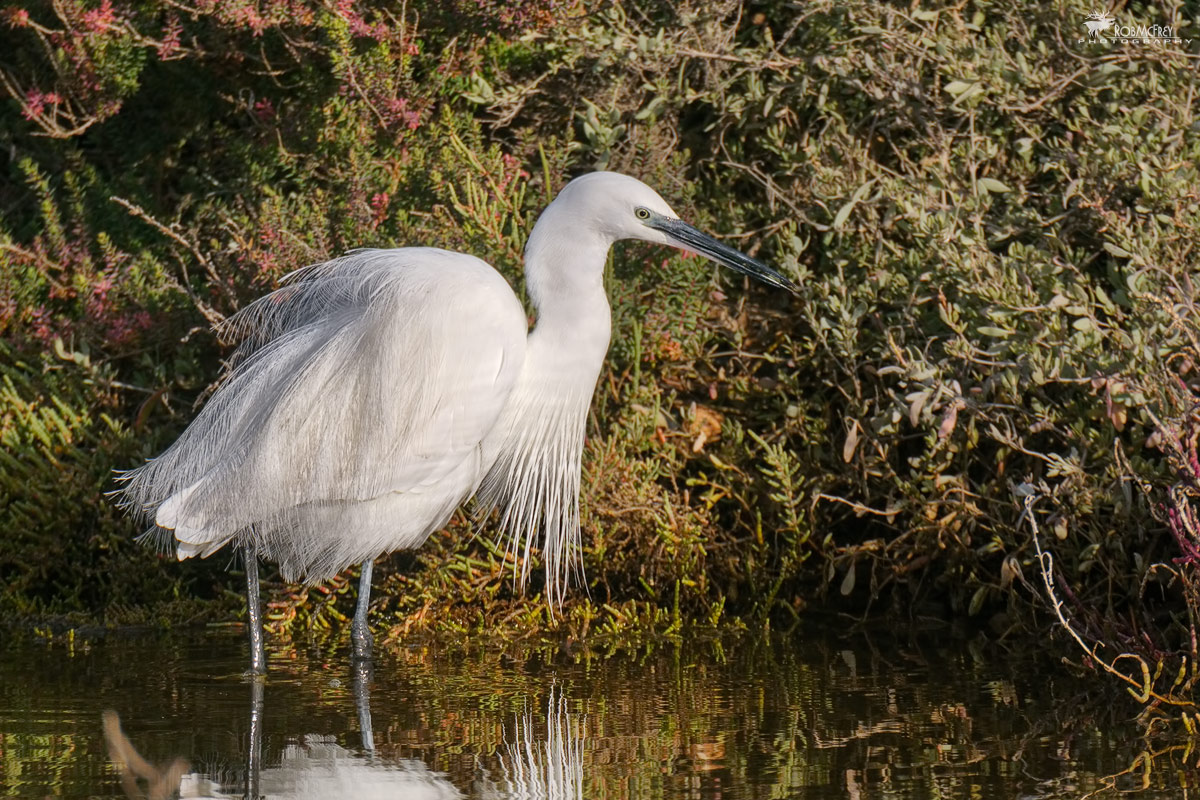 egret