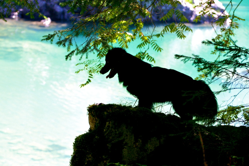 Cani. I bravi maestri.