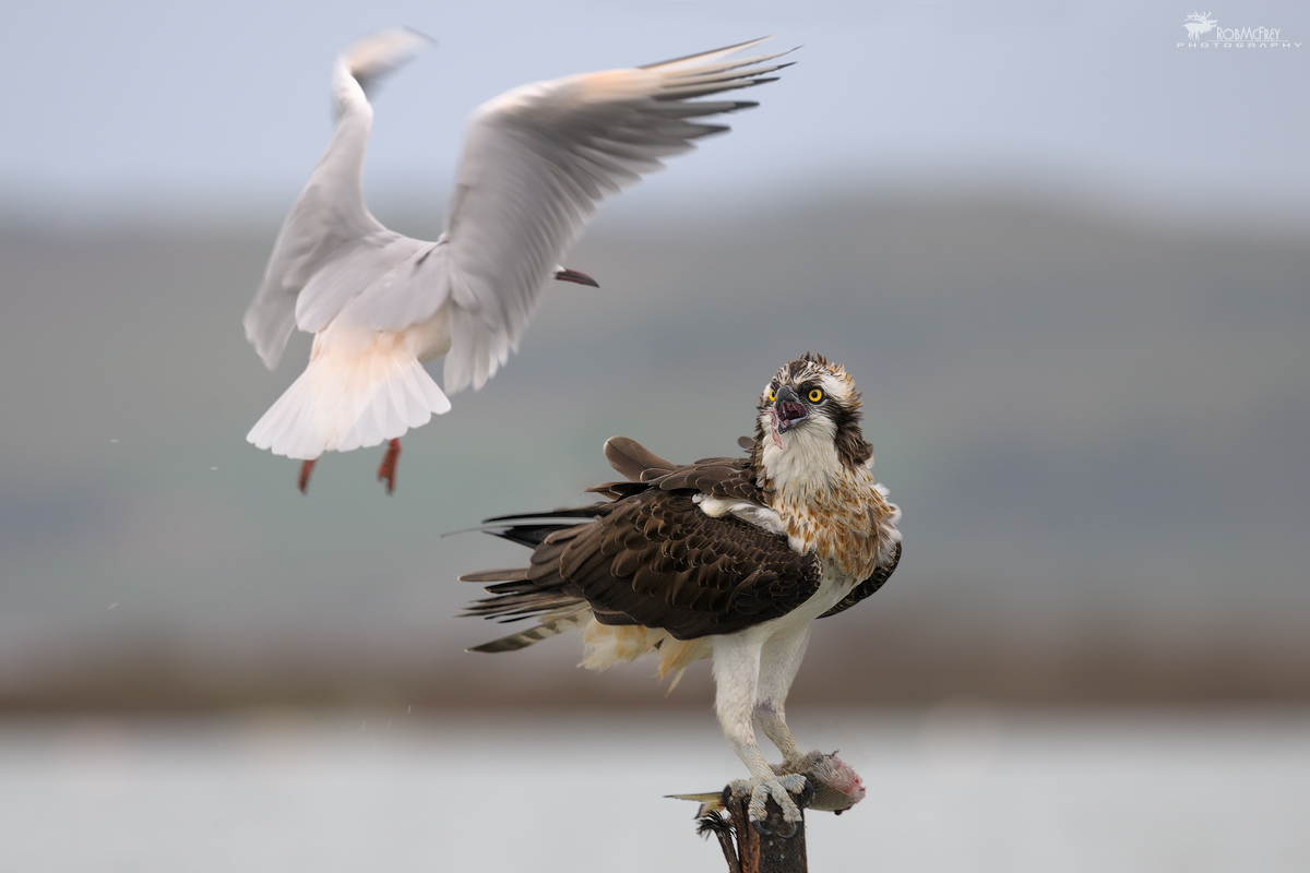 Non fatelo arrabbiare