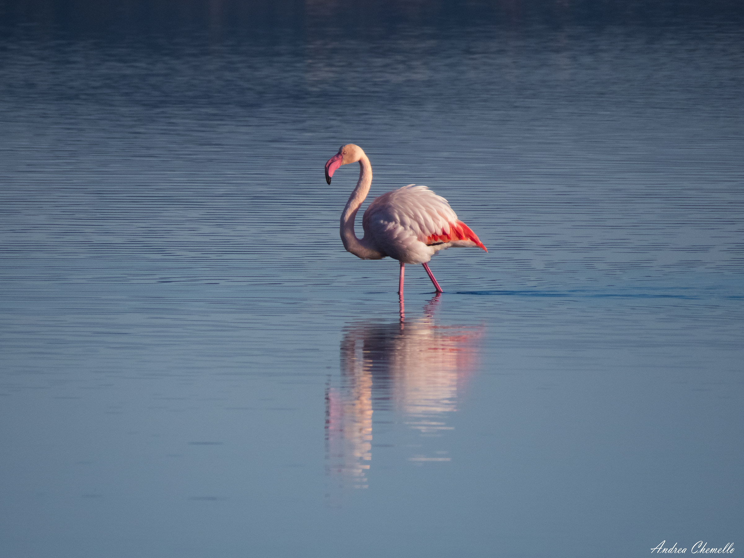 pink flamingo (Phoenicopterus roseus)