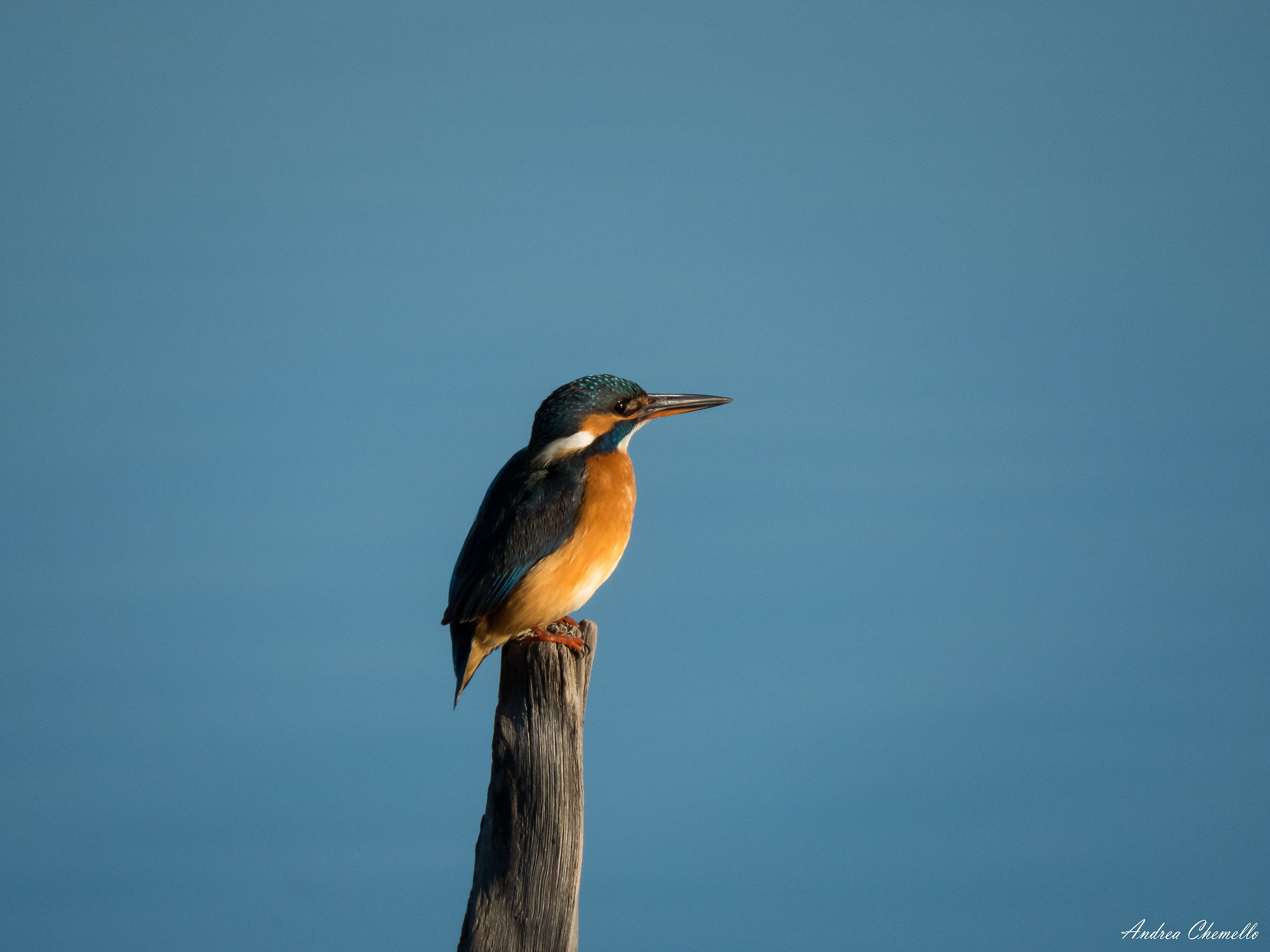 Kingfisher (Alcedo atthis)