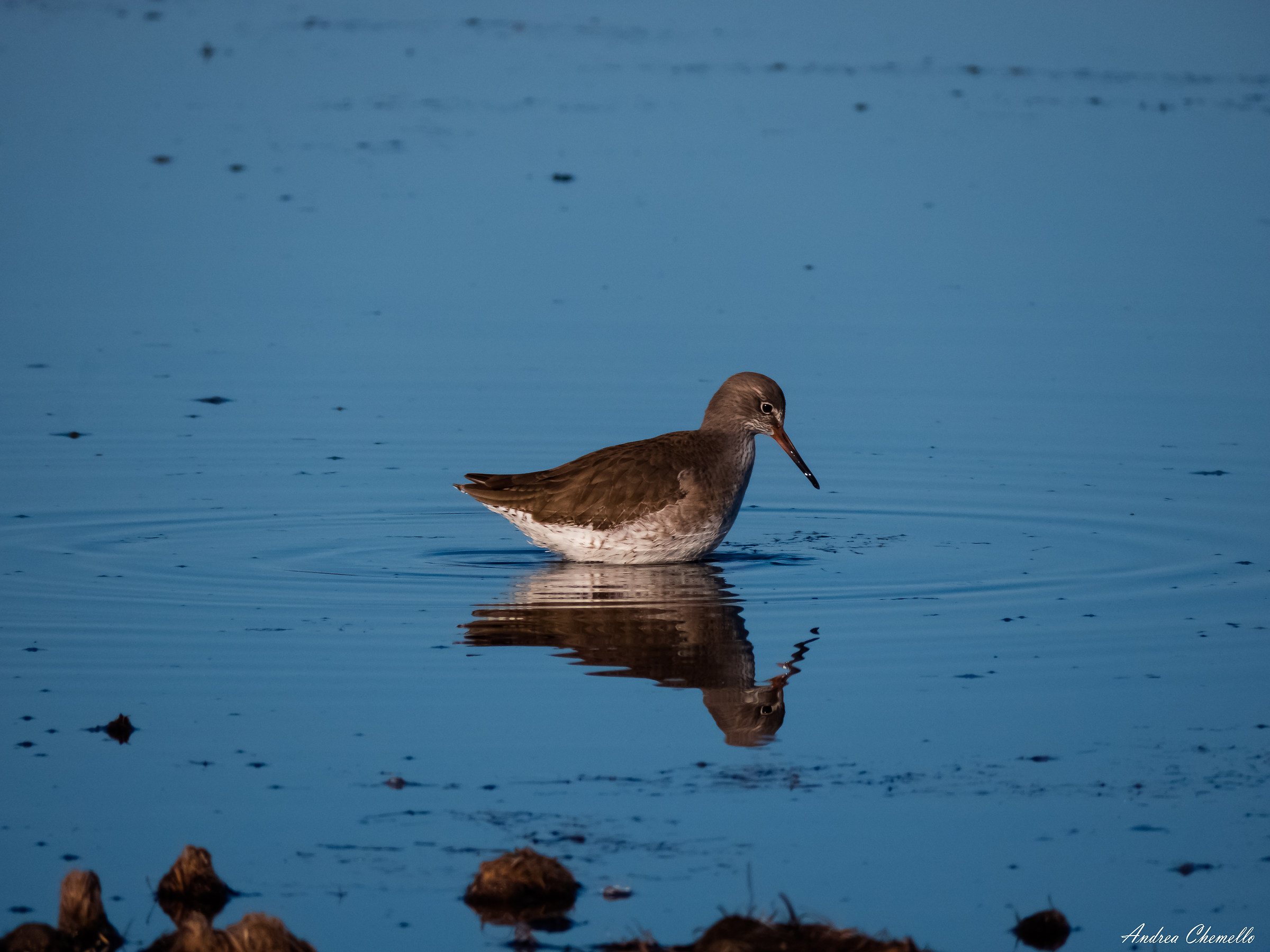 Redshank (Tringa totanus)