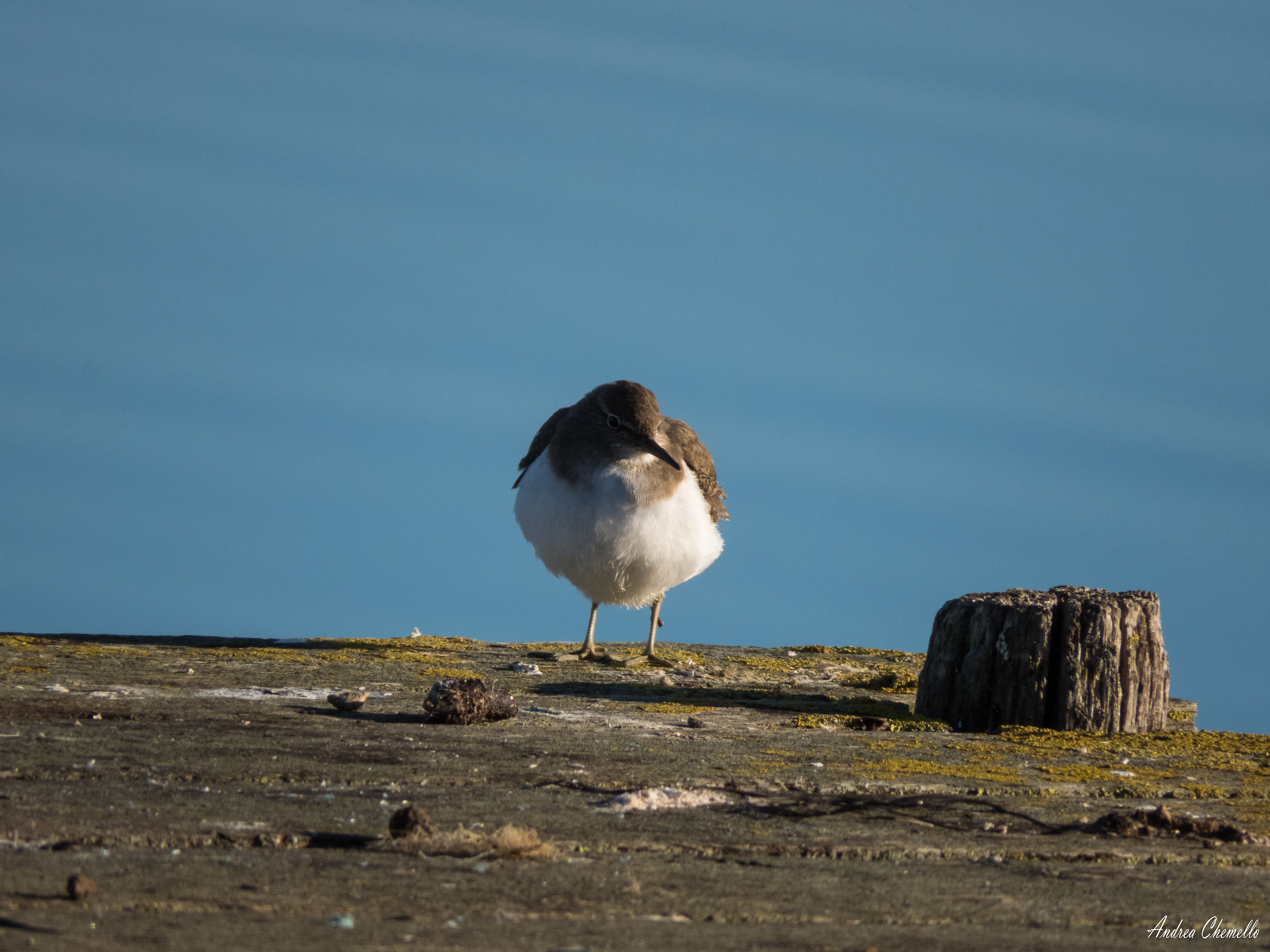Sandpiper Sandpiper (Actitis hypoleucos)