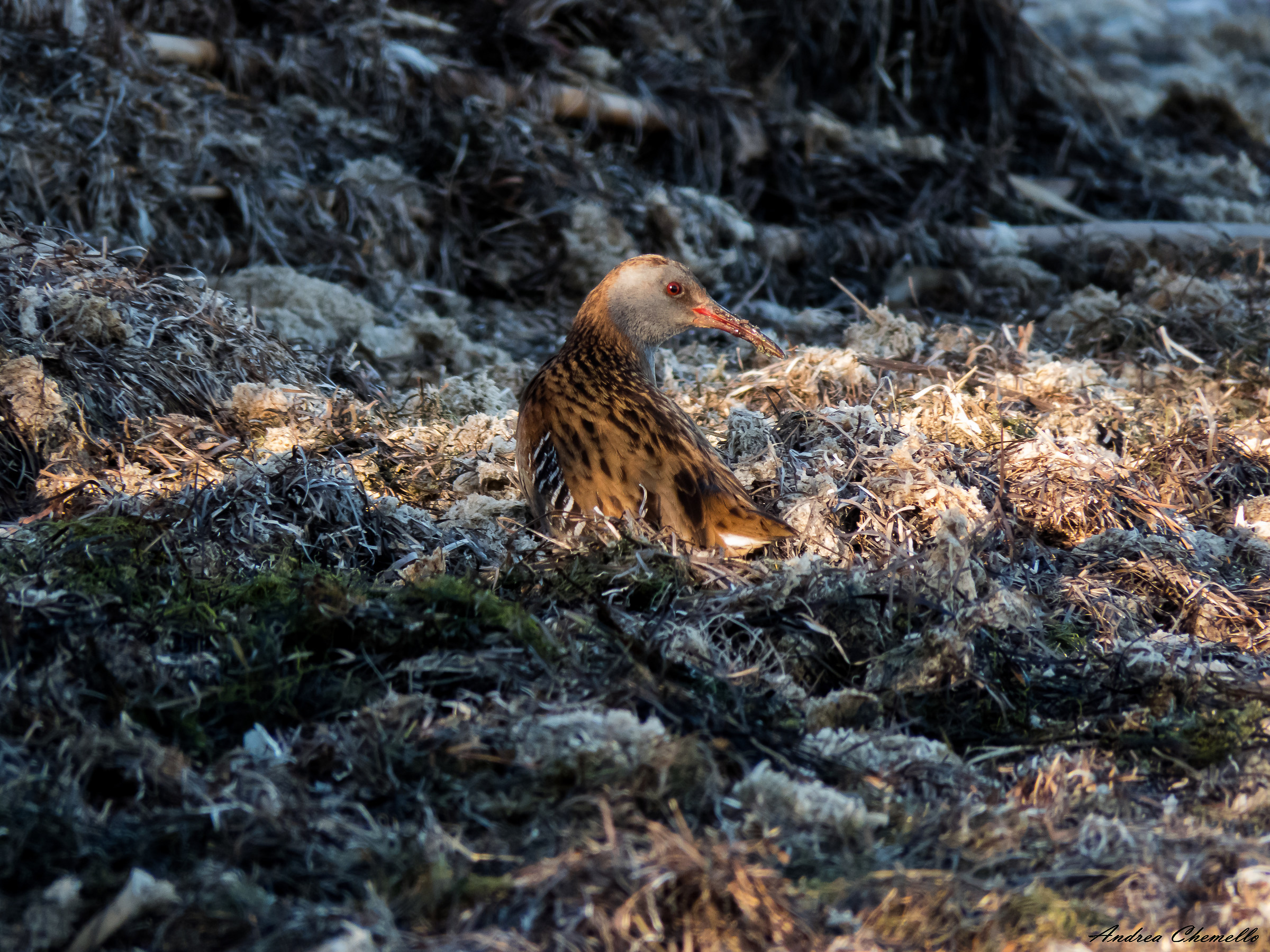 Water Rail (Rallus aquaticus)