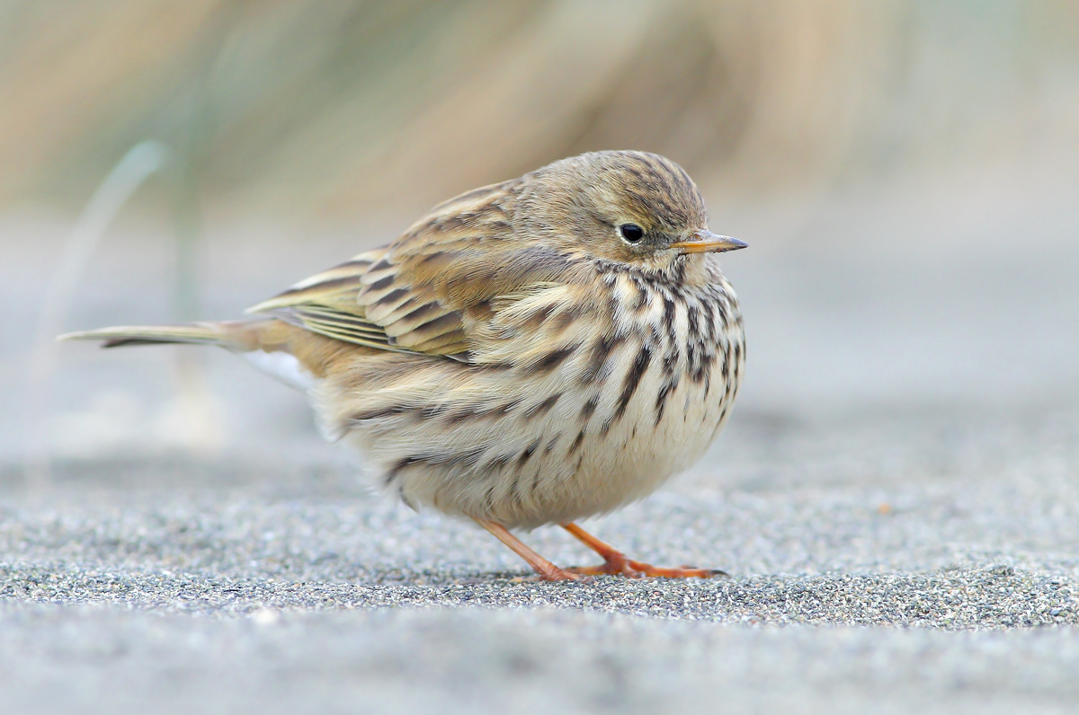 pipit