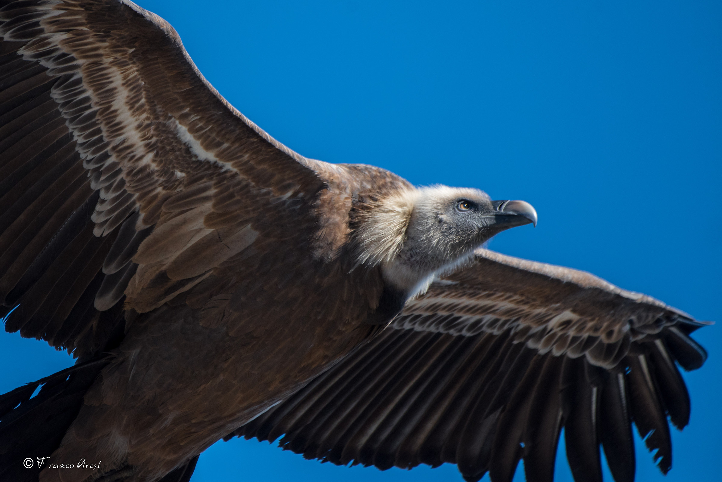 Grifone nelle gole del Verdon