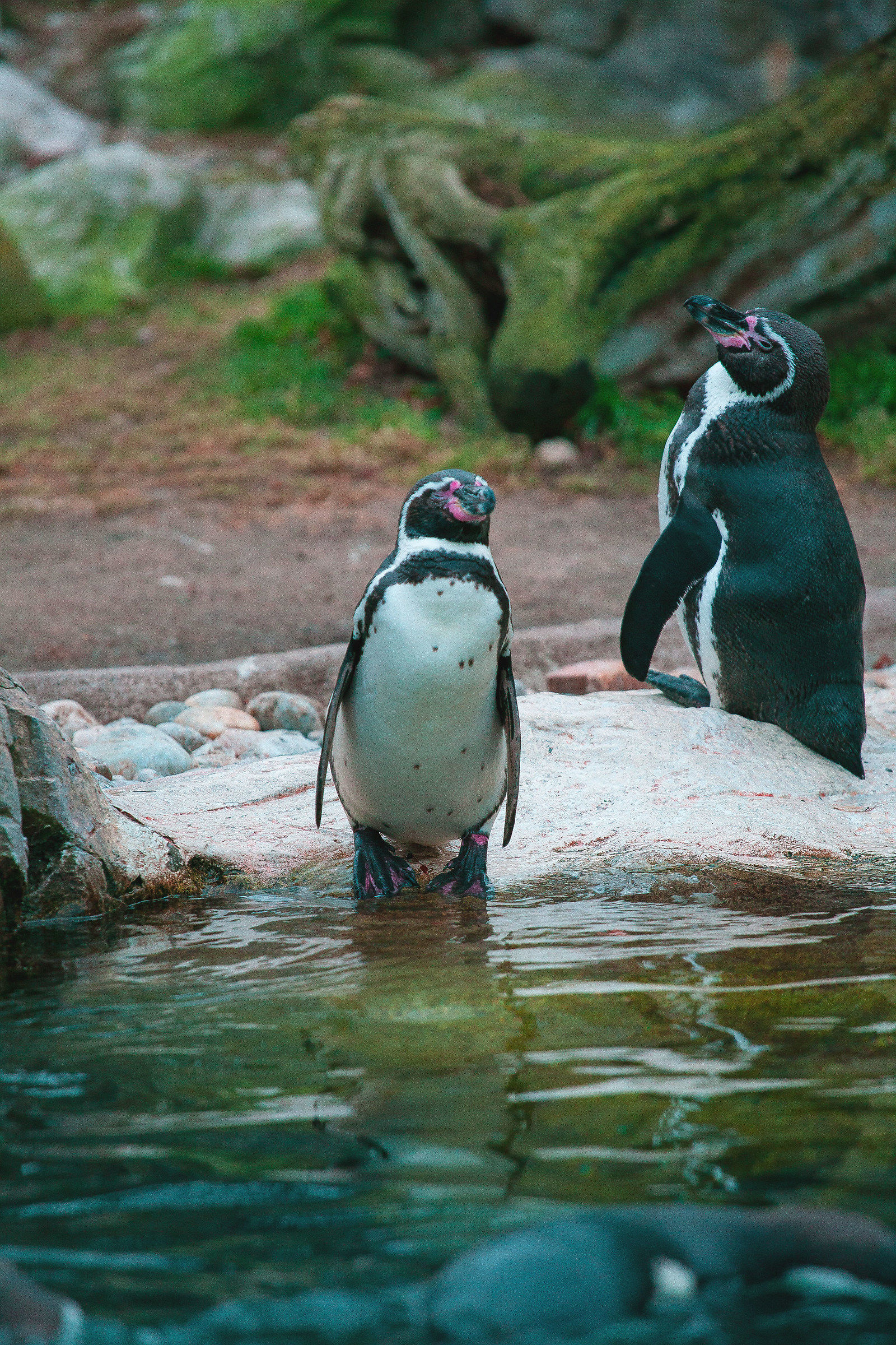 Tiergarten Schönbrunn