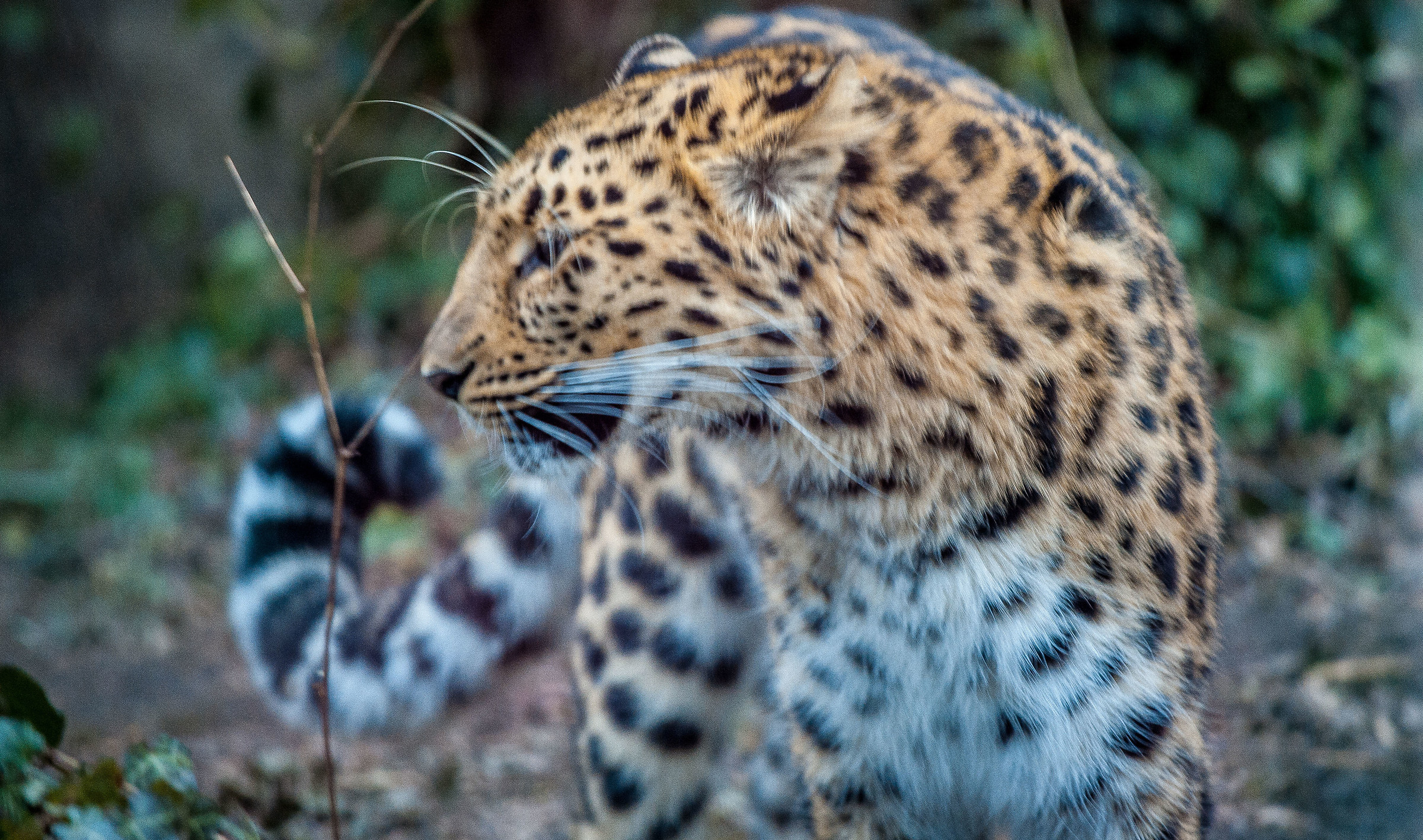 Tiergarten Schönbrunn