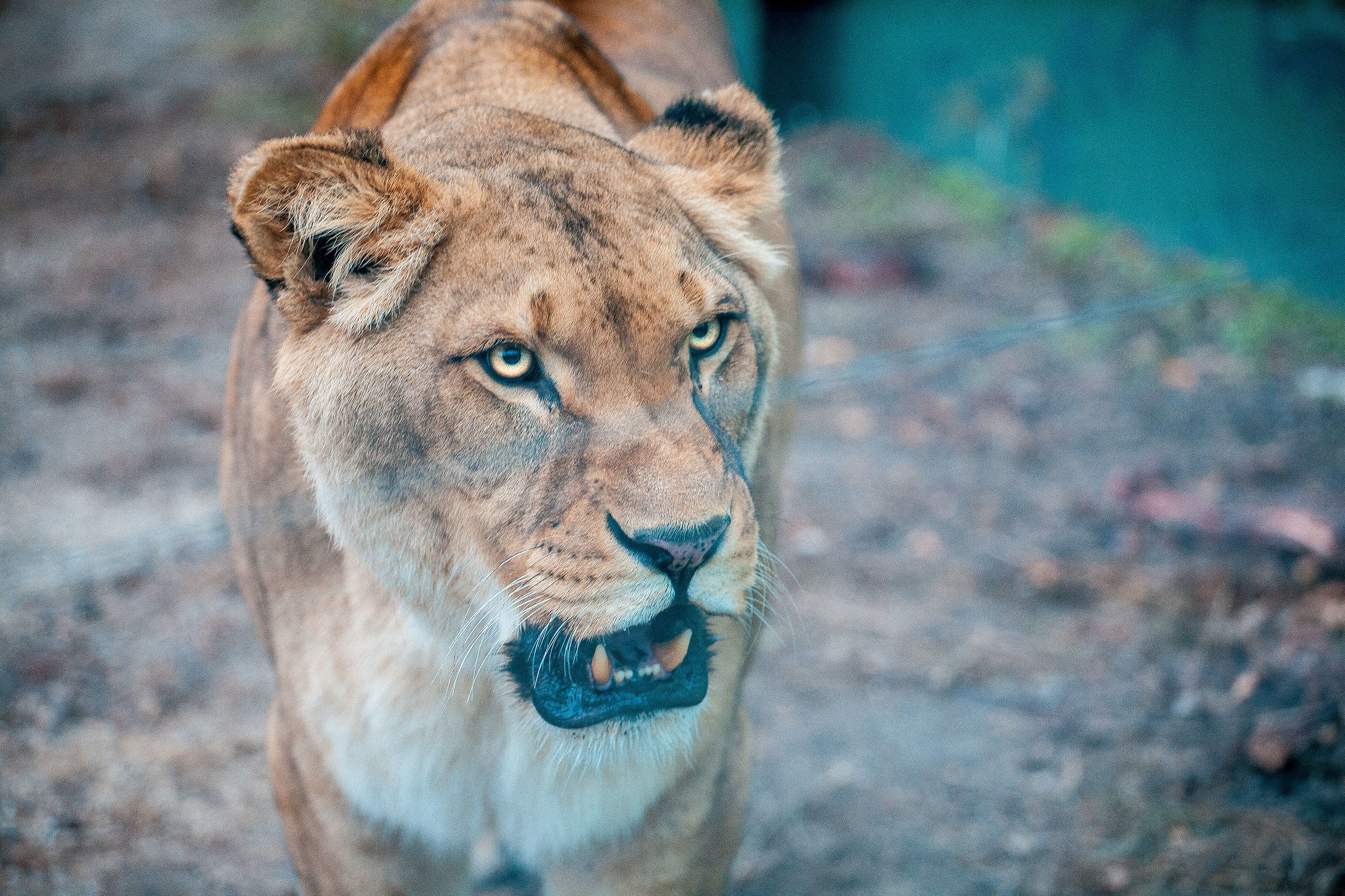 Tiergarten Schönbrunn