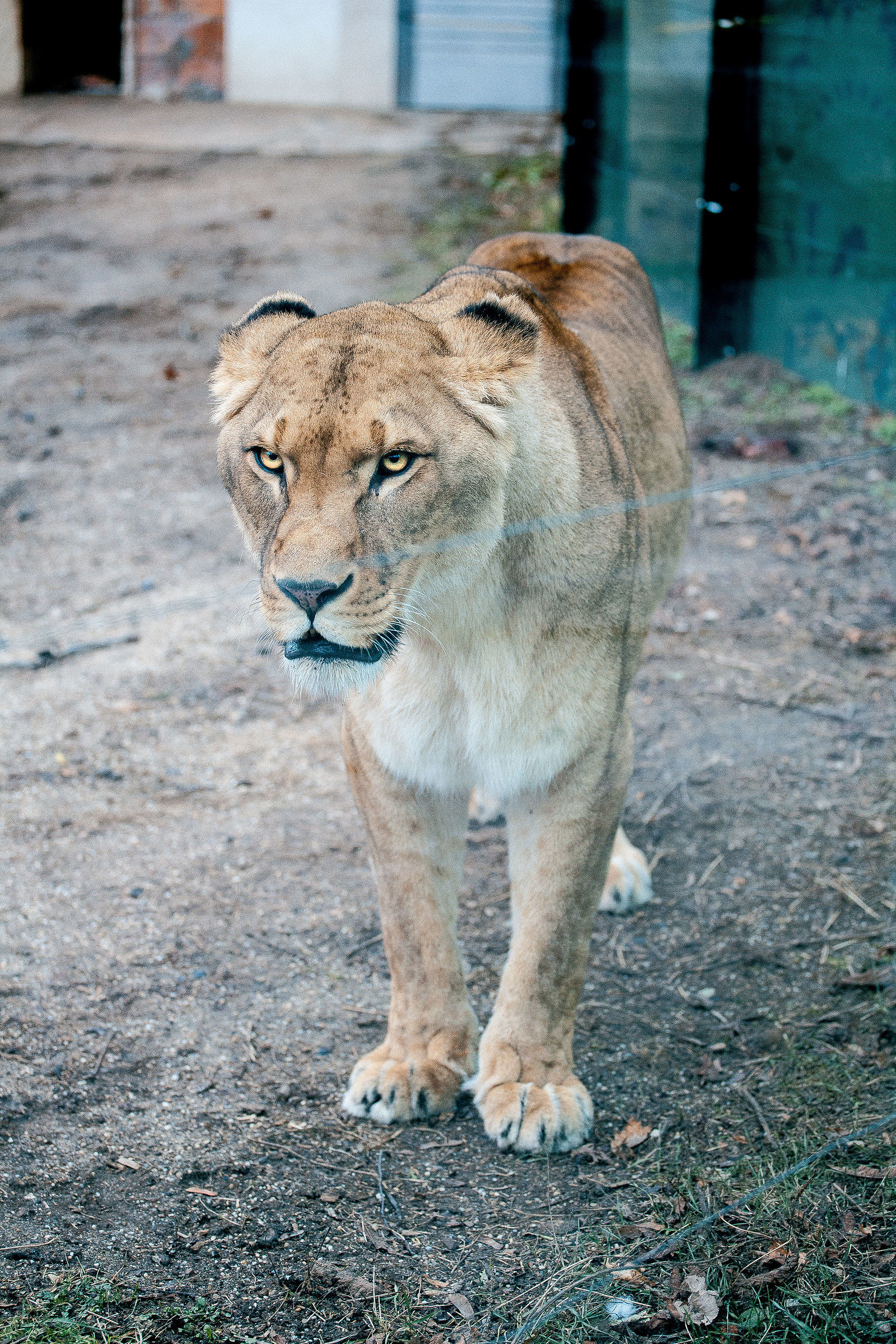 Tiergarten Schönbrunn