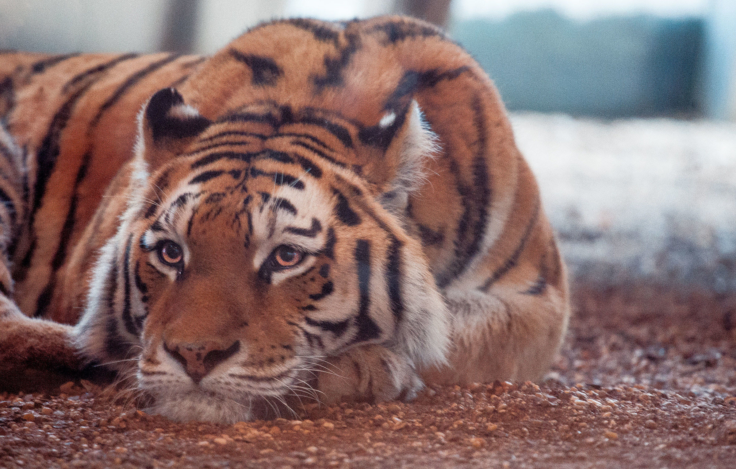Tiergarten Schönbrunn