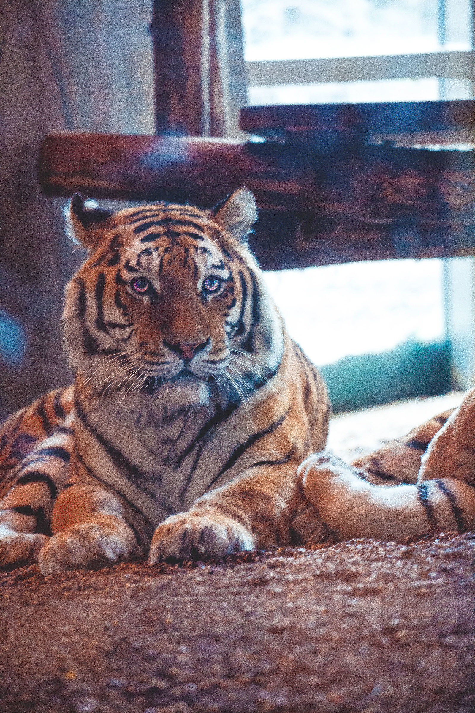 Tiergarten Schönbrunn