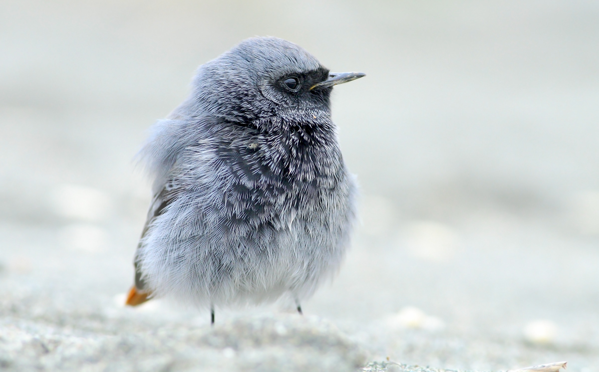 Codorisso chimney sweep
