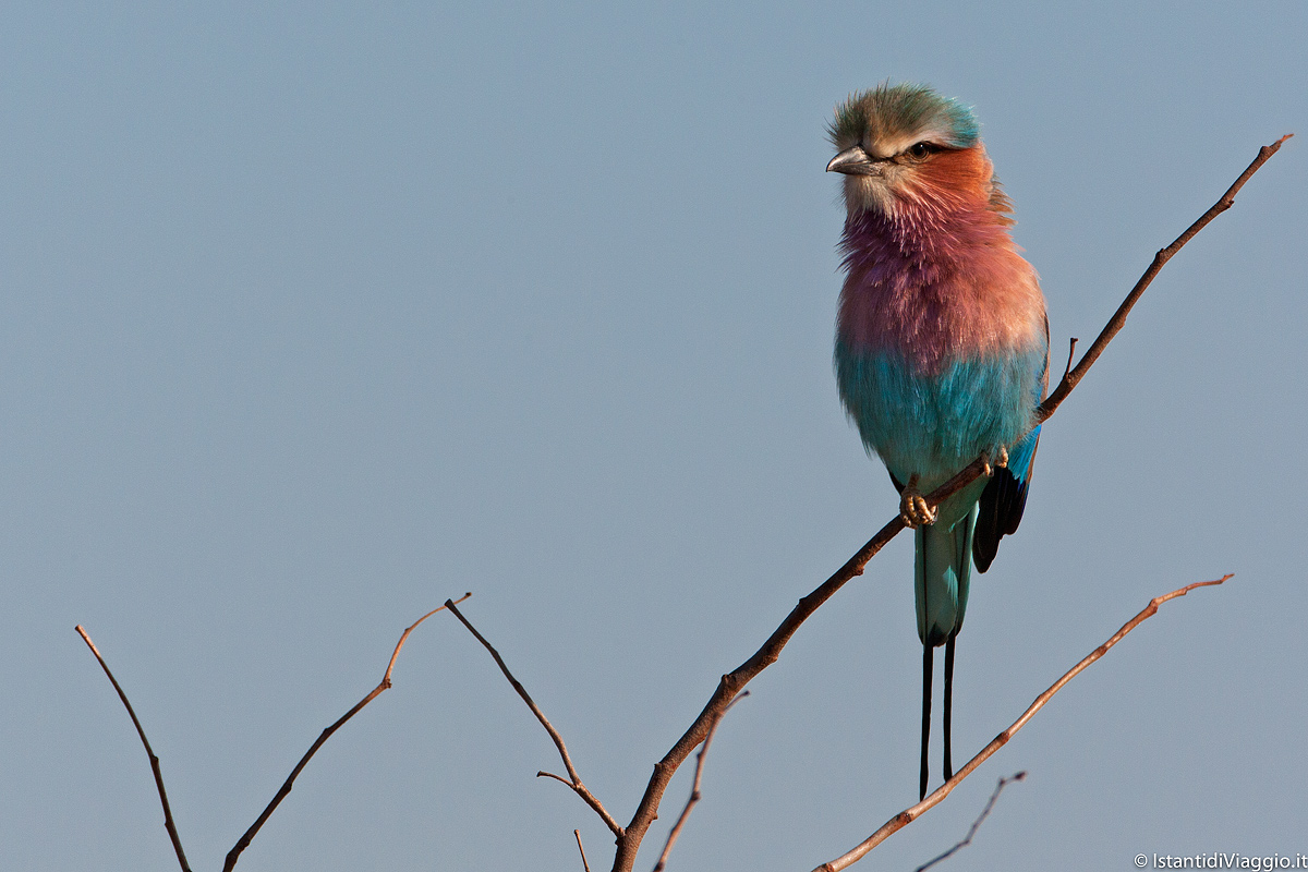 Ghiandaia Marina Pettolilla
