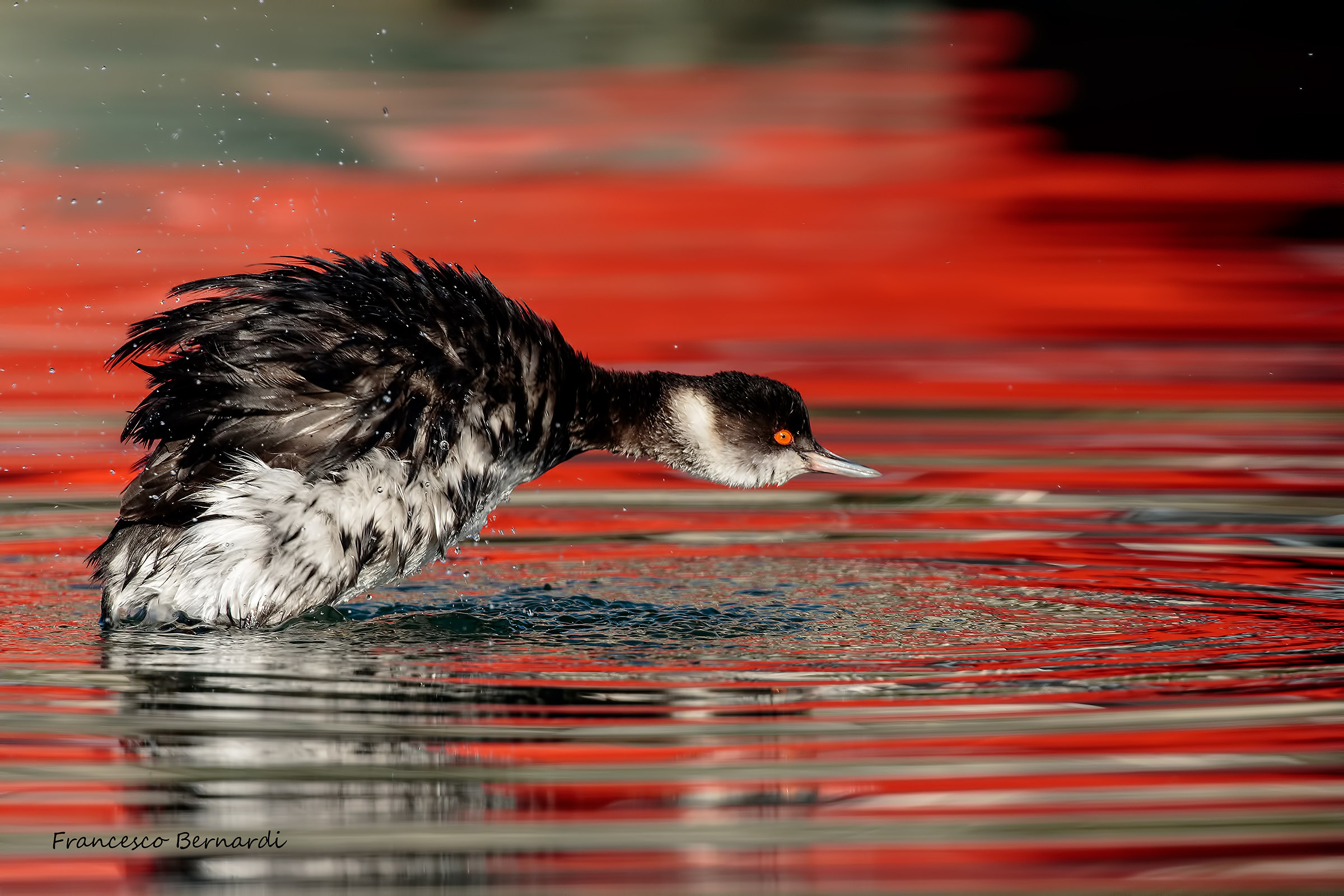 Little Grebe "eared grebe"
