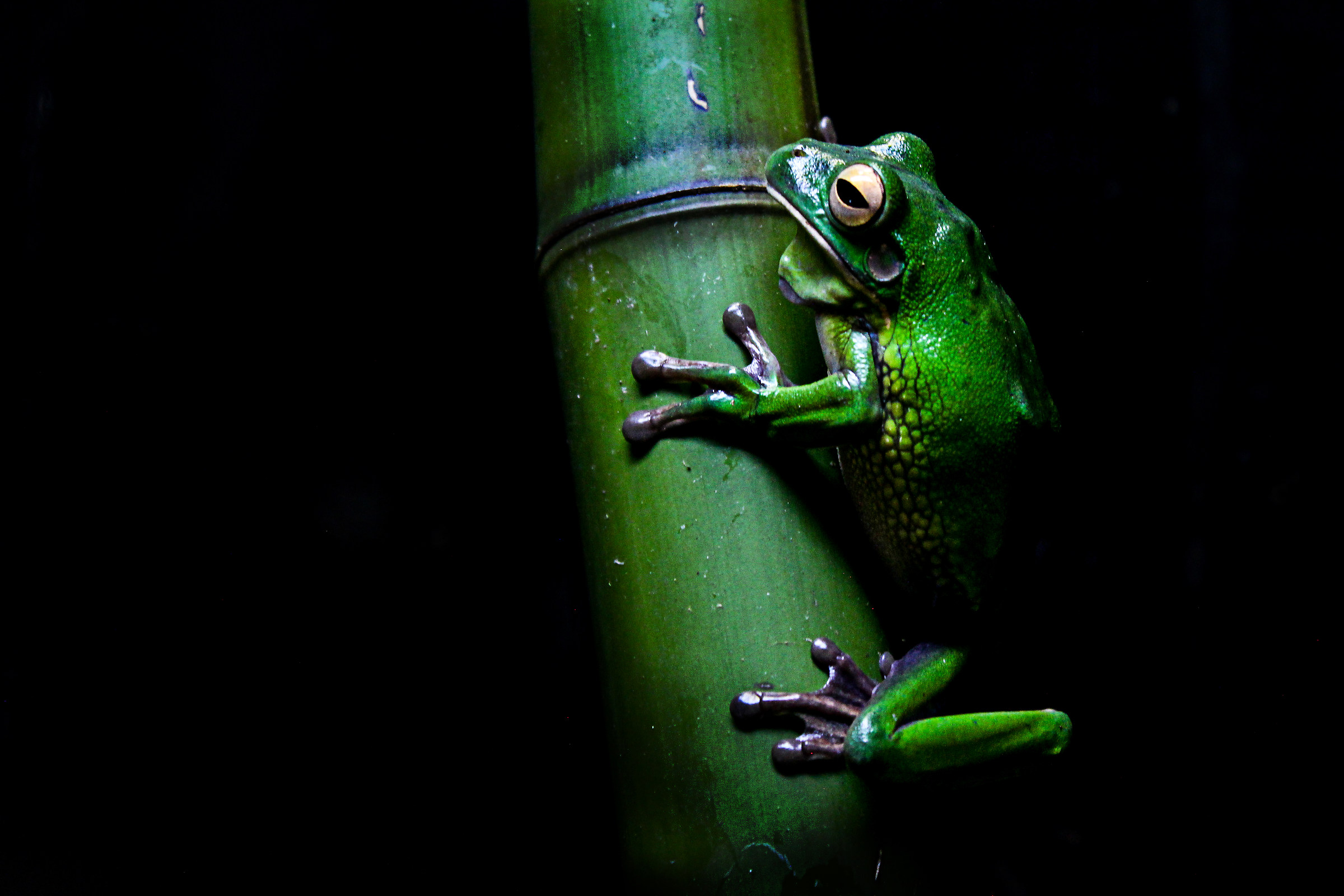 A frog in the bio-park of Rome.