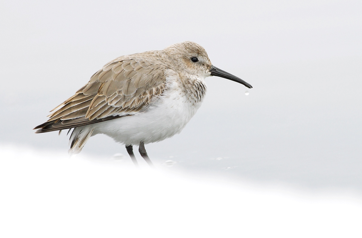 Sandpiper on the ice