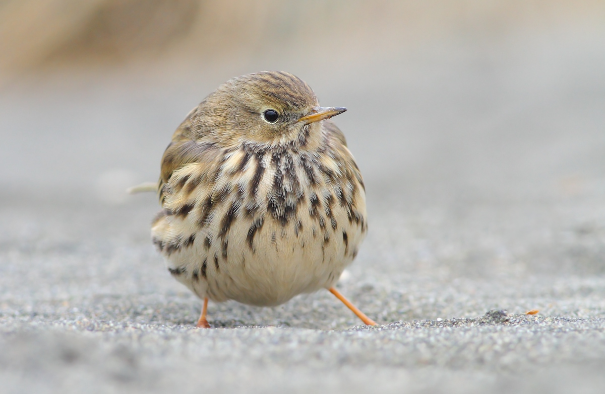 pipit