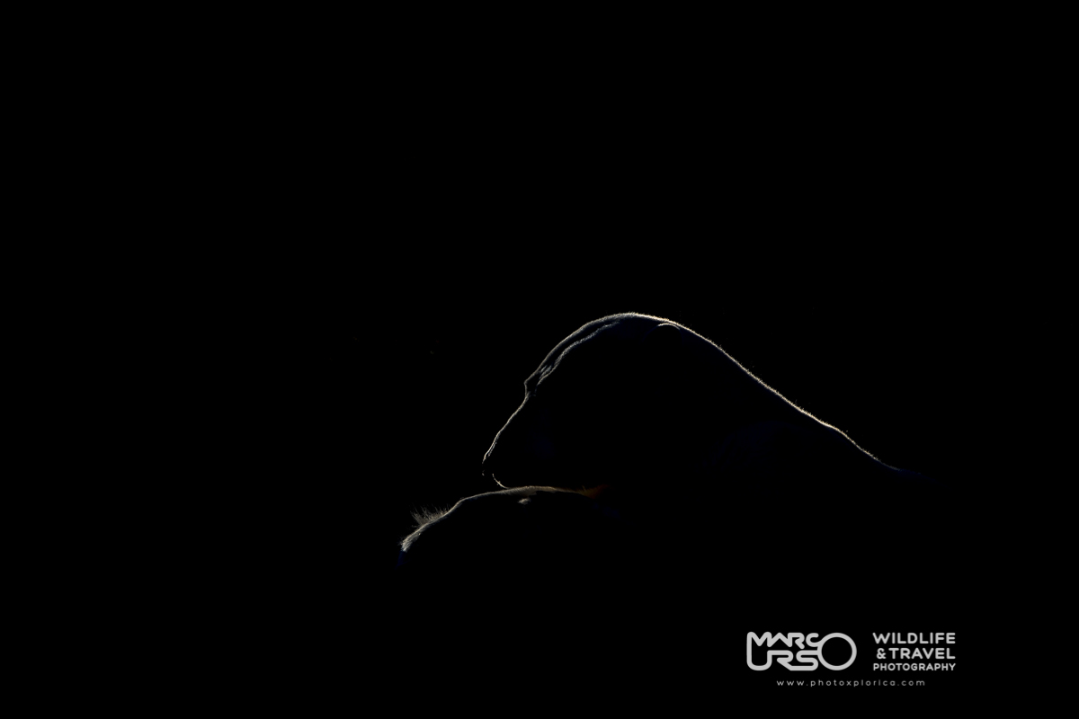 Profile- Essential polar bear - Manitoba 2016