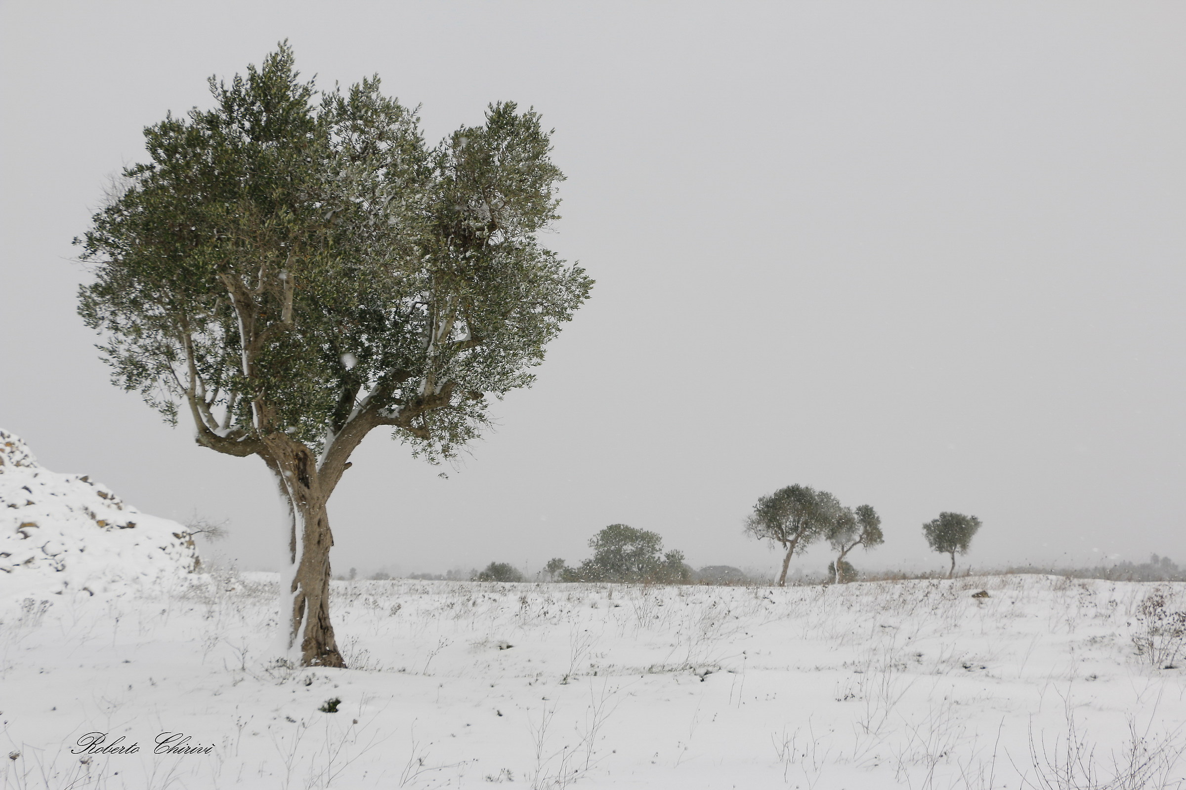 The olive tree and snow