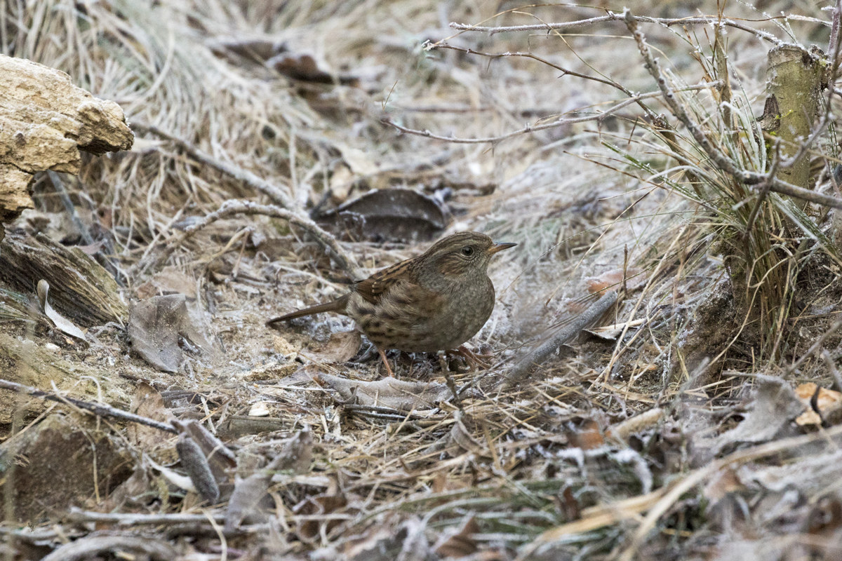 Passera su letto ghiacciato