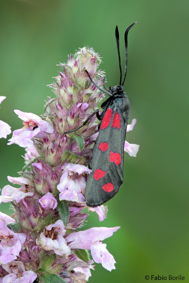 Zygaena