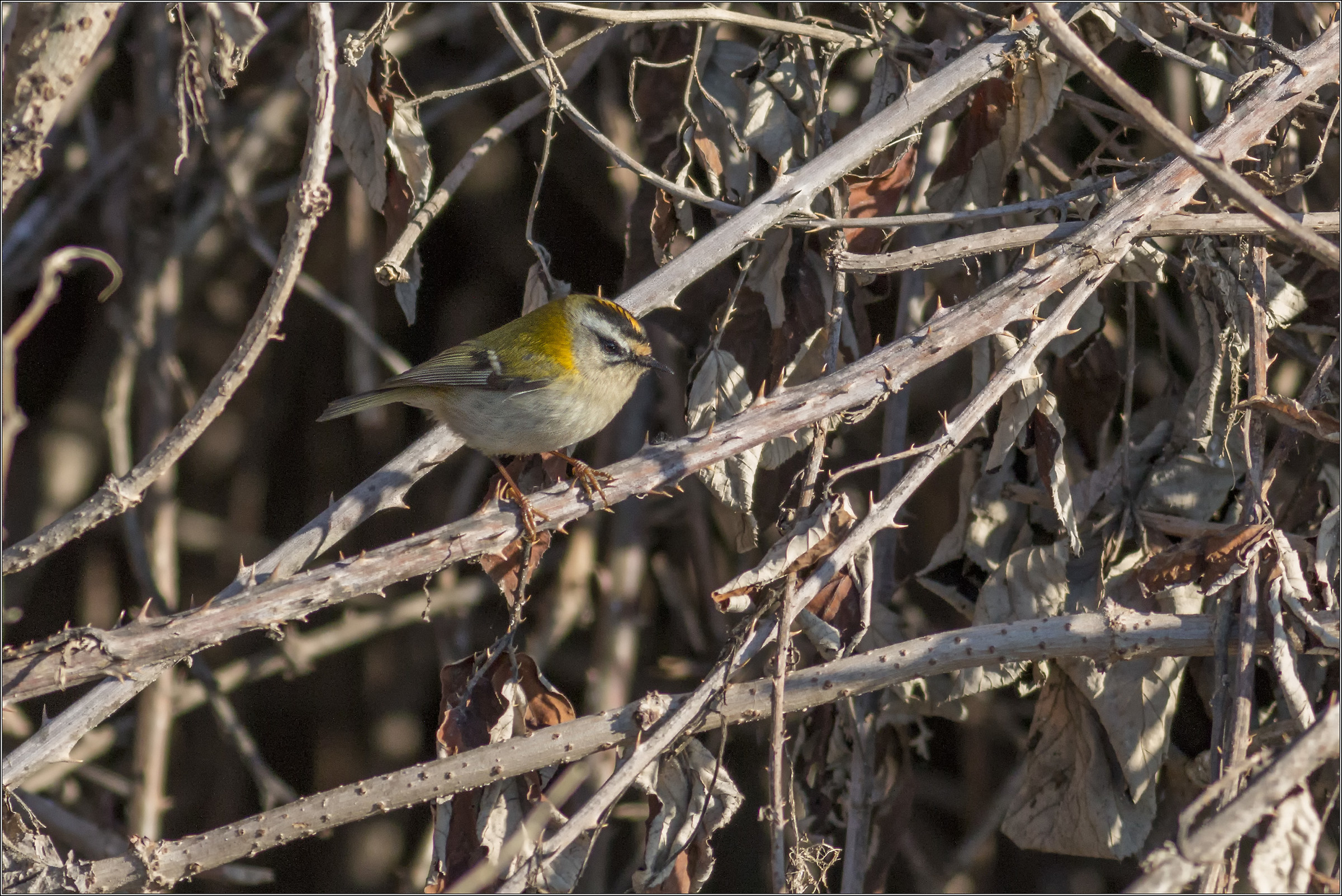 firecrest