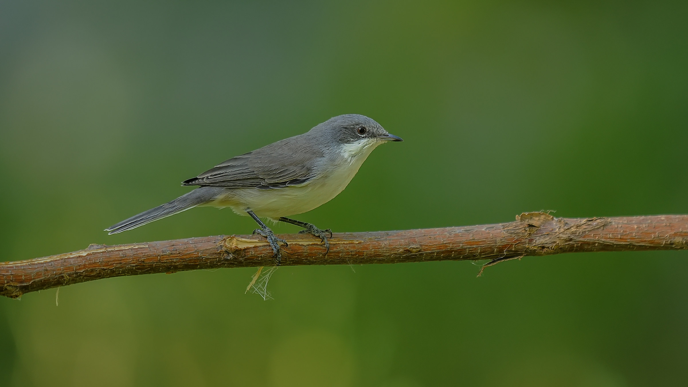 Lesser Whitethroat / Sylvia curruca