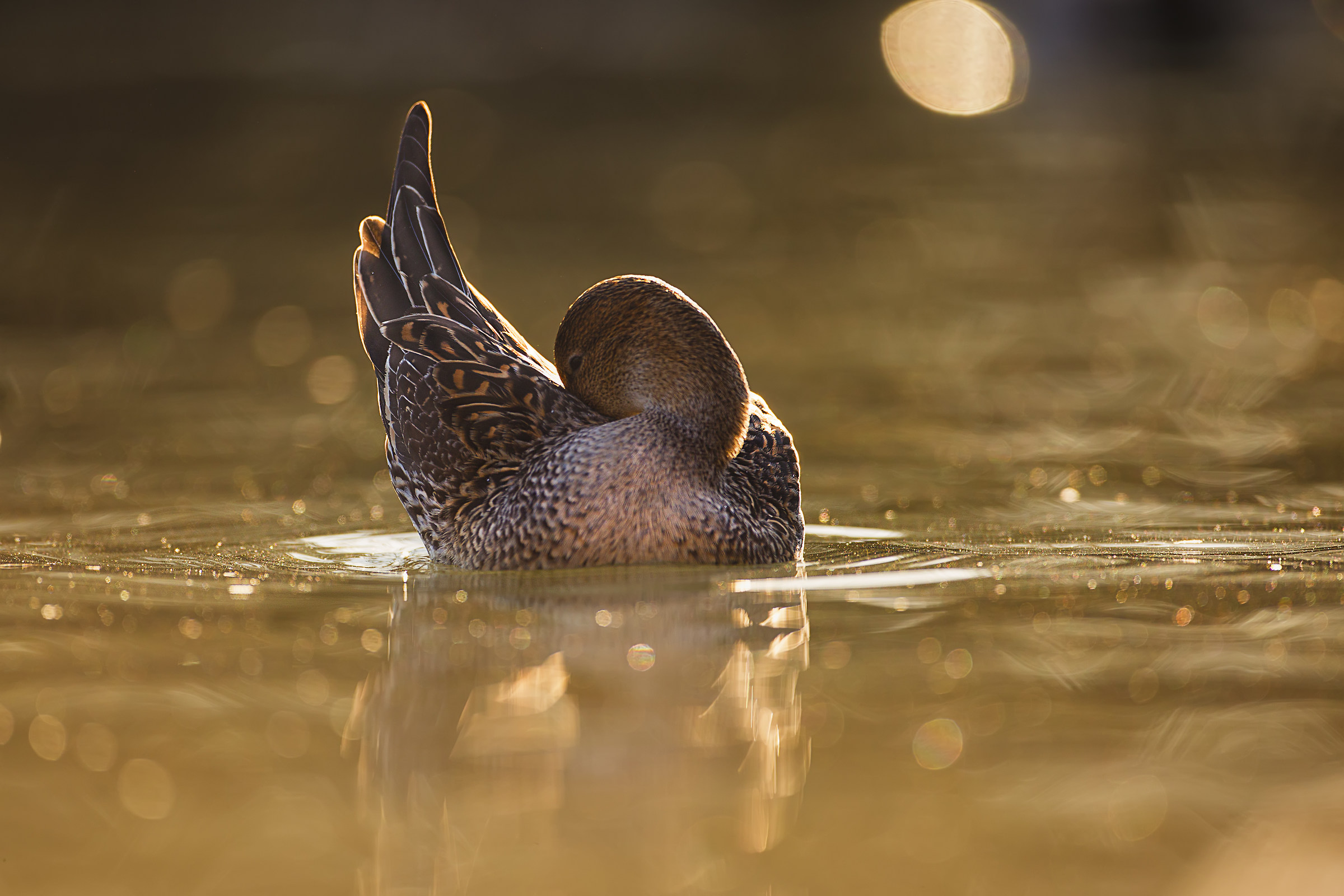 Alle prime luci dell'alba