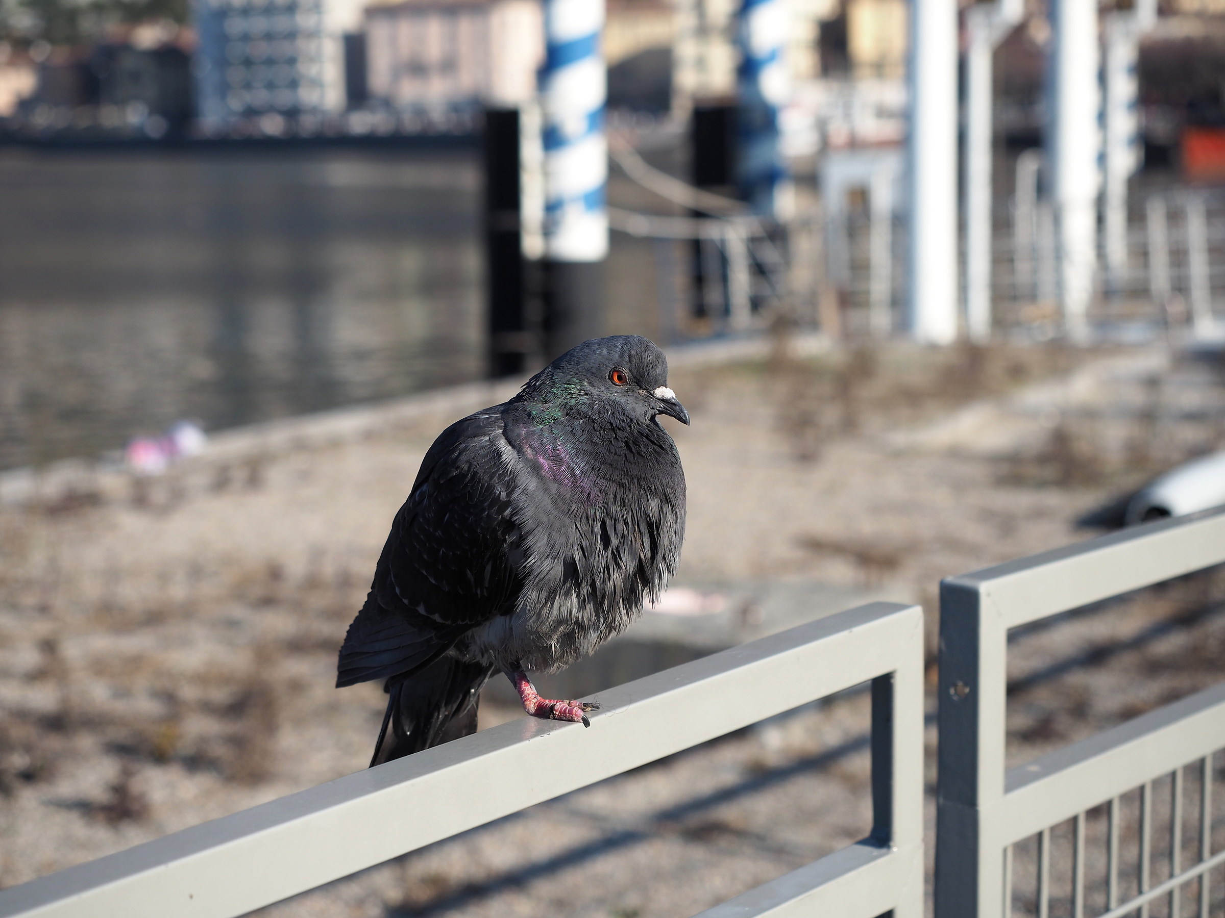 Pigeon